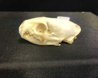 Real Javan Mongoose Skull