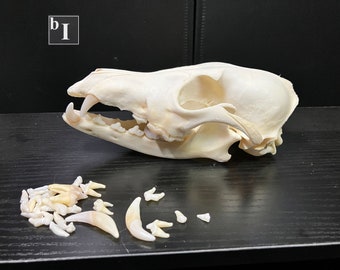 Real Coyote Canine Carnivore B-Grade Skull