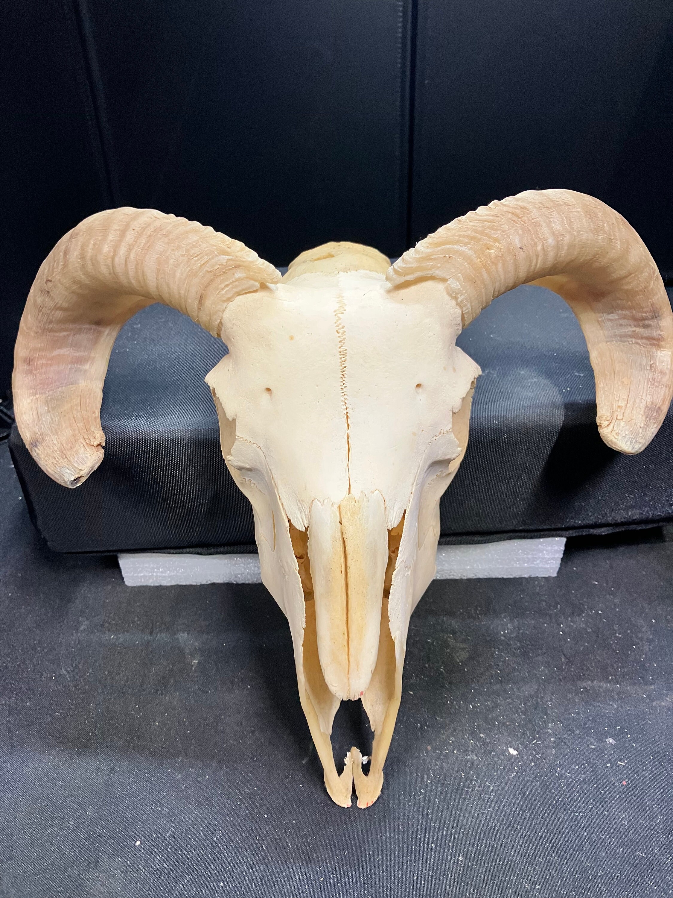 Real Ram Sheep Skull With Horns - Etsy