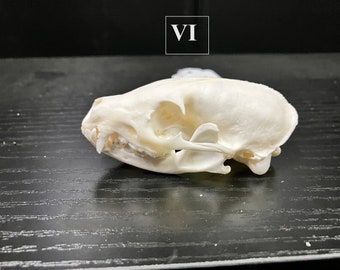 Real Flat-headed Kusimanse Mongoose Carnivore Skull