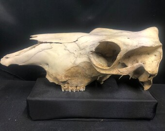 Real Domestic Cow Bovine Skull