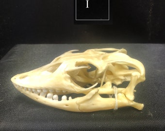 Real Nile Monitor Reptile Skull