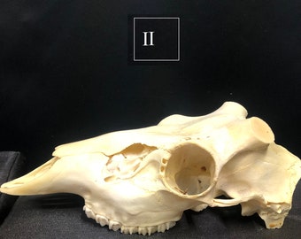 Real White-tailed Buck Skull
