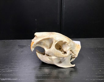Real Greater Cane Rat Rodent Skull