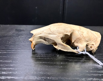 Real African Brush-tailed Porcupine B-grade Skull