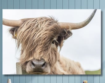 Stampa artistica su tela di mucca delle Highlands, stampa artistica su tela di bovini delle Highlands scozzesi, decorazione murale con animali, arte murale moderna, stampa artistica su tela di bovini delle Highlands scozzesi