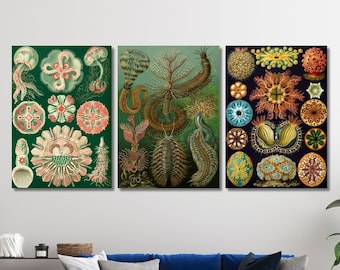 Set of 3 Ernst Haeckel Paintings Canvas Wall Arts,Vintage Poster Prints, Ernst Haeckel Artworks,Ernst Haeckel Exhibition Poster,home decor,