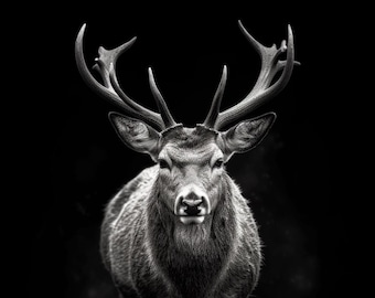 Ciervo con astas de frente en blanco y negro, lienzo digital, arte mural digital, impresión descargable, IA, descarga instantánea, arte imprimible