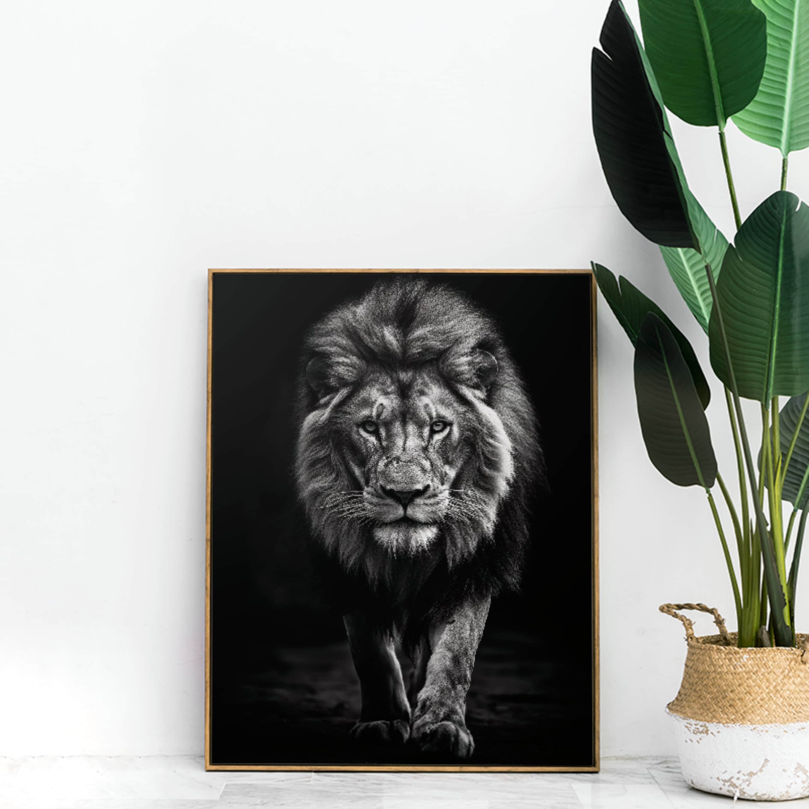 Lion Frontal Black and White, Big 5, Africa, Digital Canvas