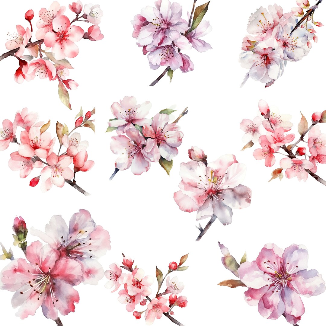 10 Premium Japanese Sakura - Cherry Blossom Watercolor Clipart - 10 ...