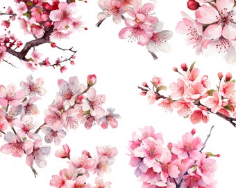 May include: Watercolor painting of pink cherry blossoms in full bloom. The flowers are arranged in clusters on branches with green leaves. The painting is on a white background.