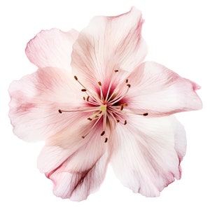 Bellissimo Sakura giapponese - Cherry Blossom Watercolor Clipart - Fiori singoli 8 PNG di qualità ad alta definizione, Download digitale