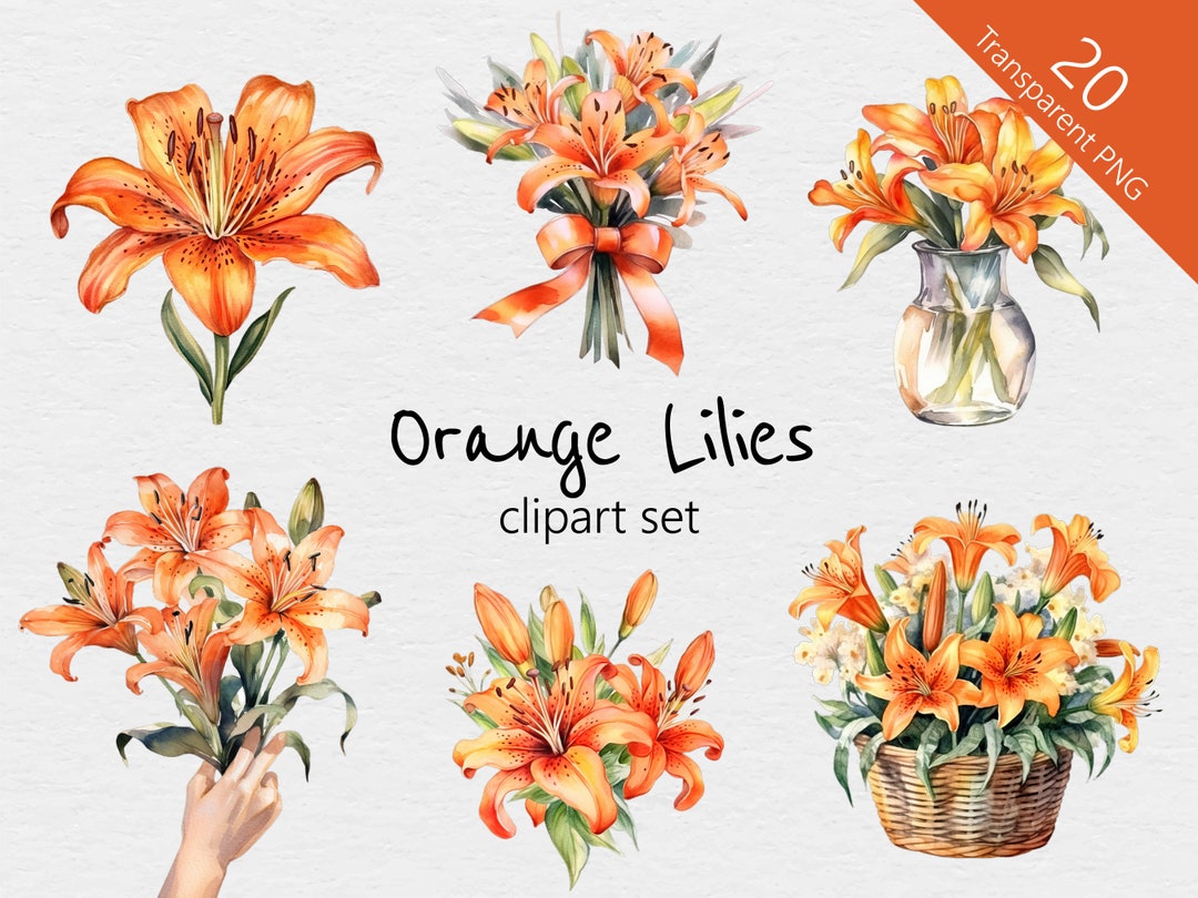 Orange Tiger Lilies Watercolour Clip Art 20 Designs Transparent PNG ...