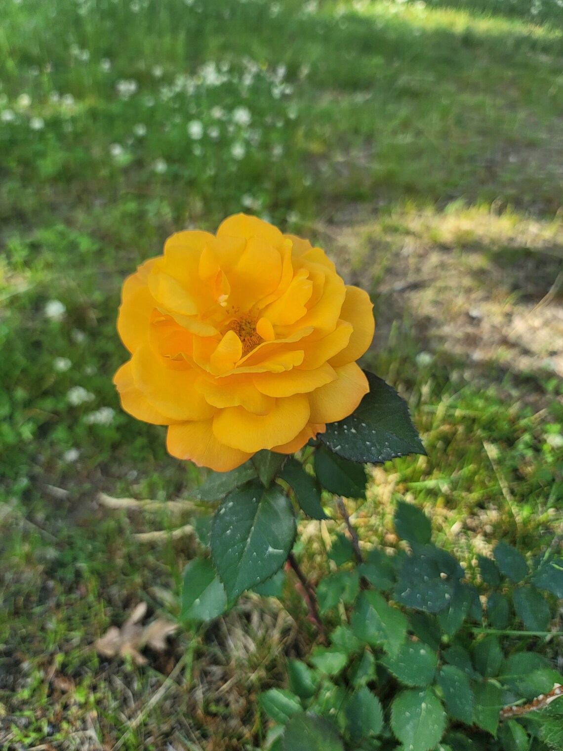 Yellow Rose - Etsy