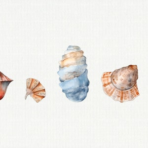 Watercolor Sea Shells Clipart Pack #5 - Dreamy Sea Shells in PNG Format ...