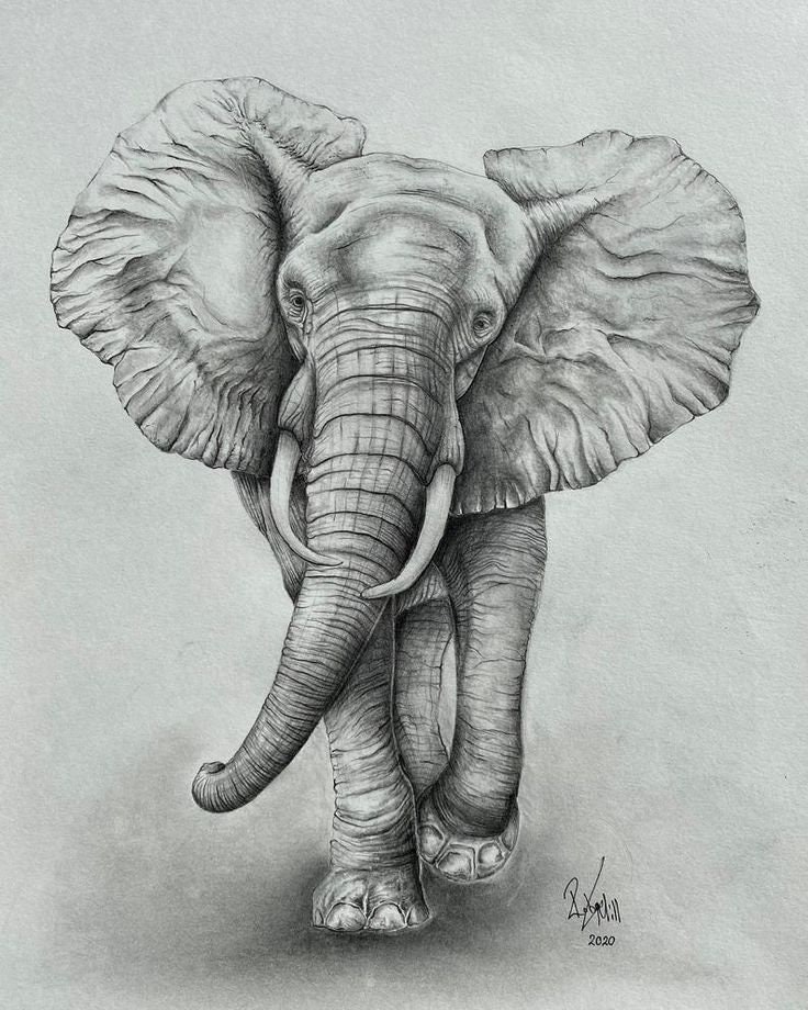 Pin on elephants