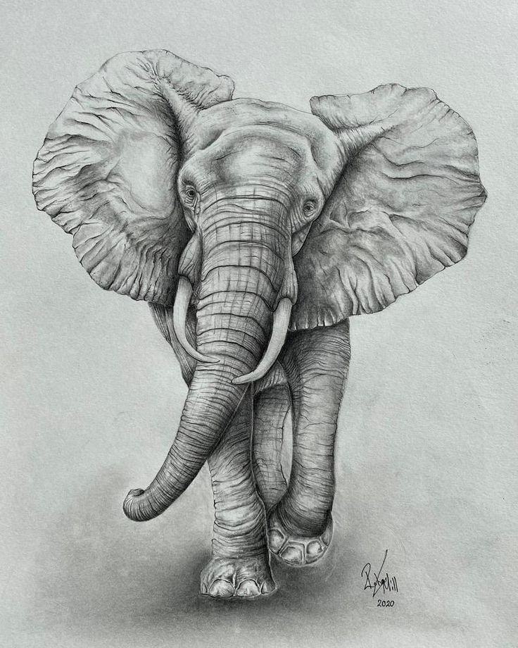 How To Draw A Realistic Elephant Step By Step