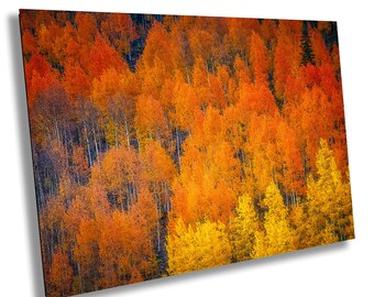 Colorado Fall Aspens Photography Print: Rocky Mountain Artwork