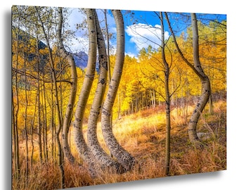 Colorado Fall Aspens Photography Print: Scenic Rocky Mountain Art
