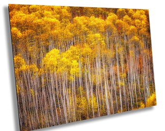 Fall Aspen Photography Print | Colorado Rocky Mountains Autumn Foliage Wall Art