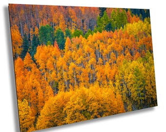 Colorado Autumn Leaves | Rocky Mountains Forest Photography Print