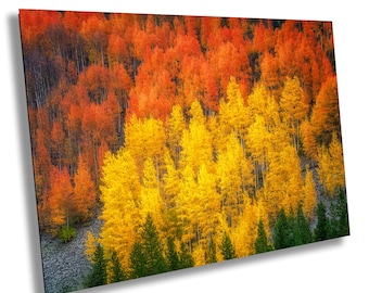 Colorado Fall Aspens Photography Print: Rocky Mountain Forest
