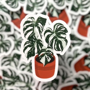 Variegated Monstera Plant - Clear Vinyl Sticker