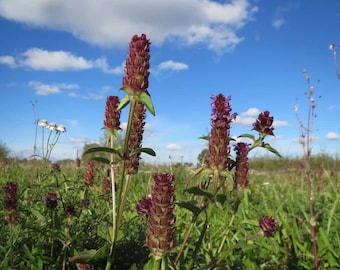 200+ seeds Self Heal (Prunella vulgaris)