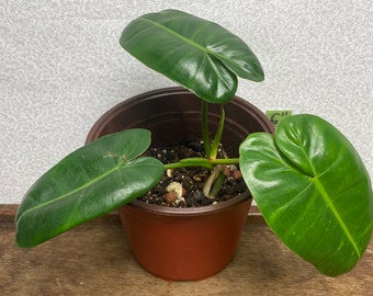 Philodendron Scottsmorianum U.S. Seller Exact Plant