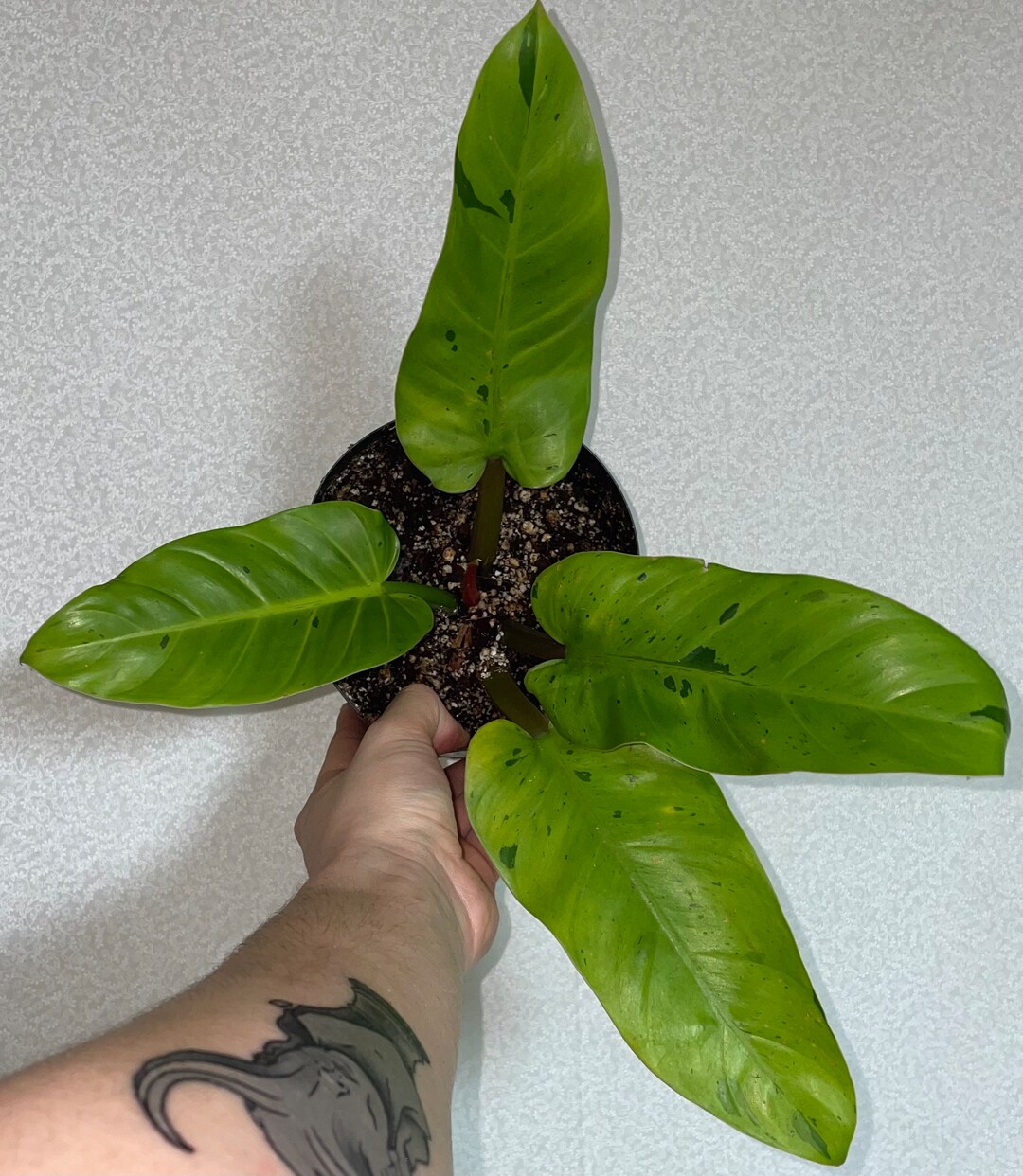 Philodendron Ruaysap Marble Variegated EXACT PLANT U.S. Seller - Etsy