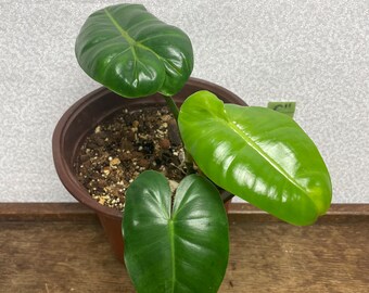 Philodendron Scottsmorianum U.S. Seller Exact Plant