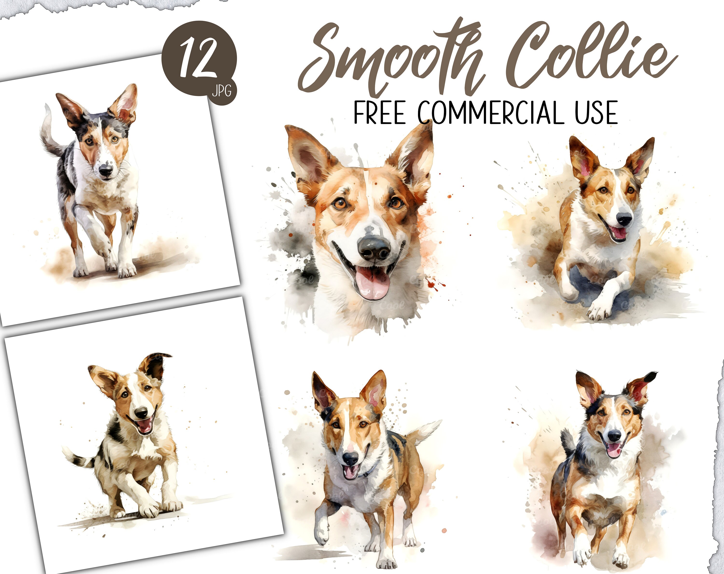 Smooth Collie Clipart Bundle, 12 Digital JPG, Herding Dog Art, Family