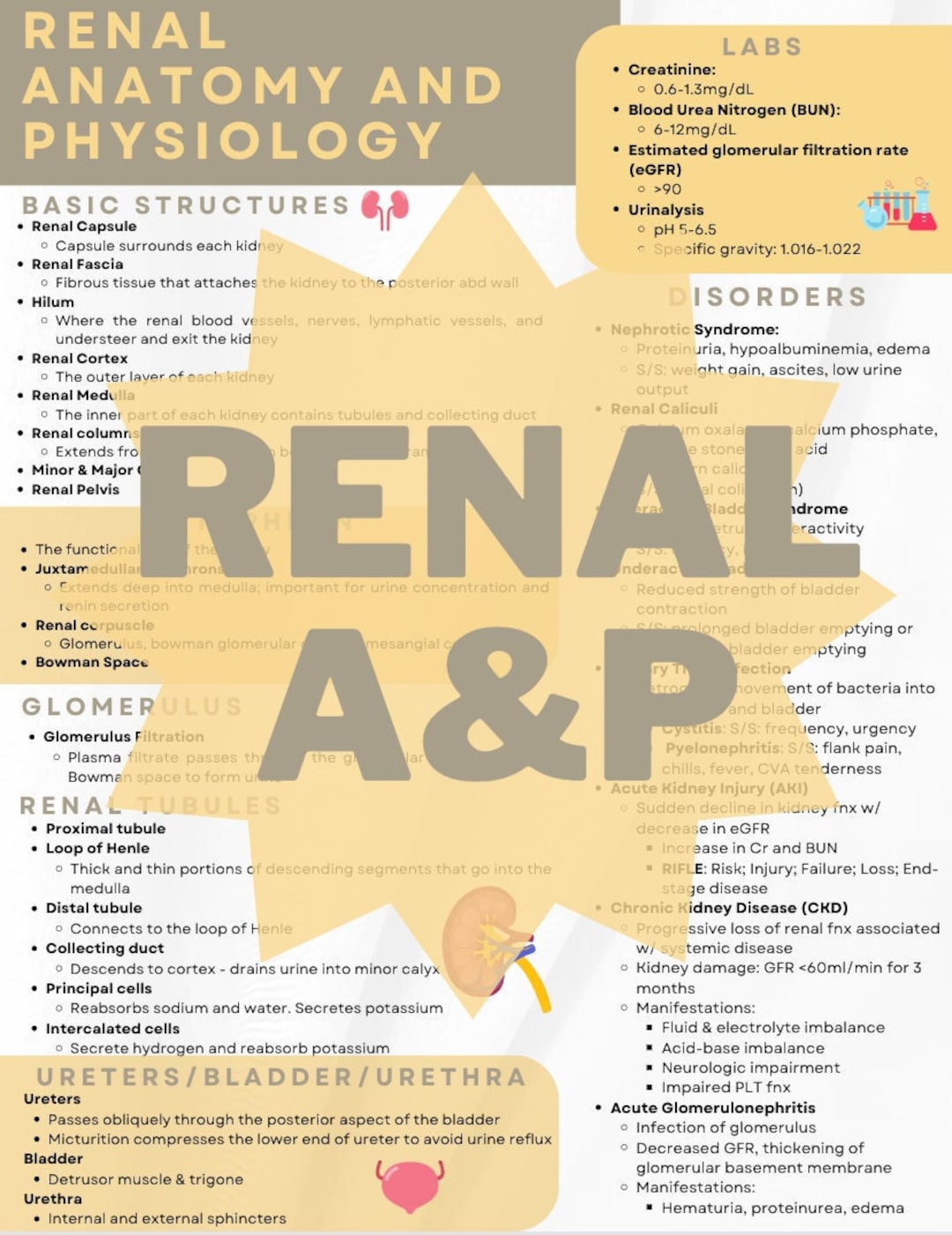 Renal Anatomy & Physiology Cheat Sheet With Disorders Human Etsy