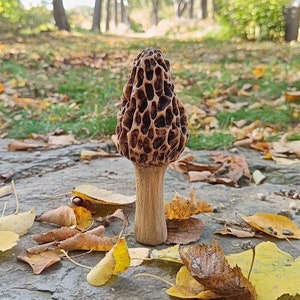 Morel Mushroom Wooden Sculpture Set with 3 carved mushrooms