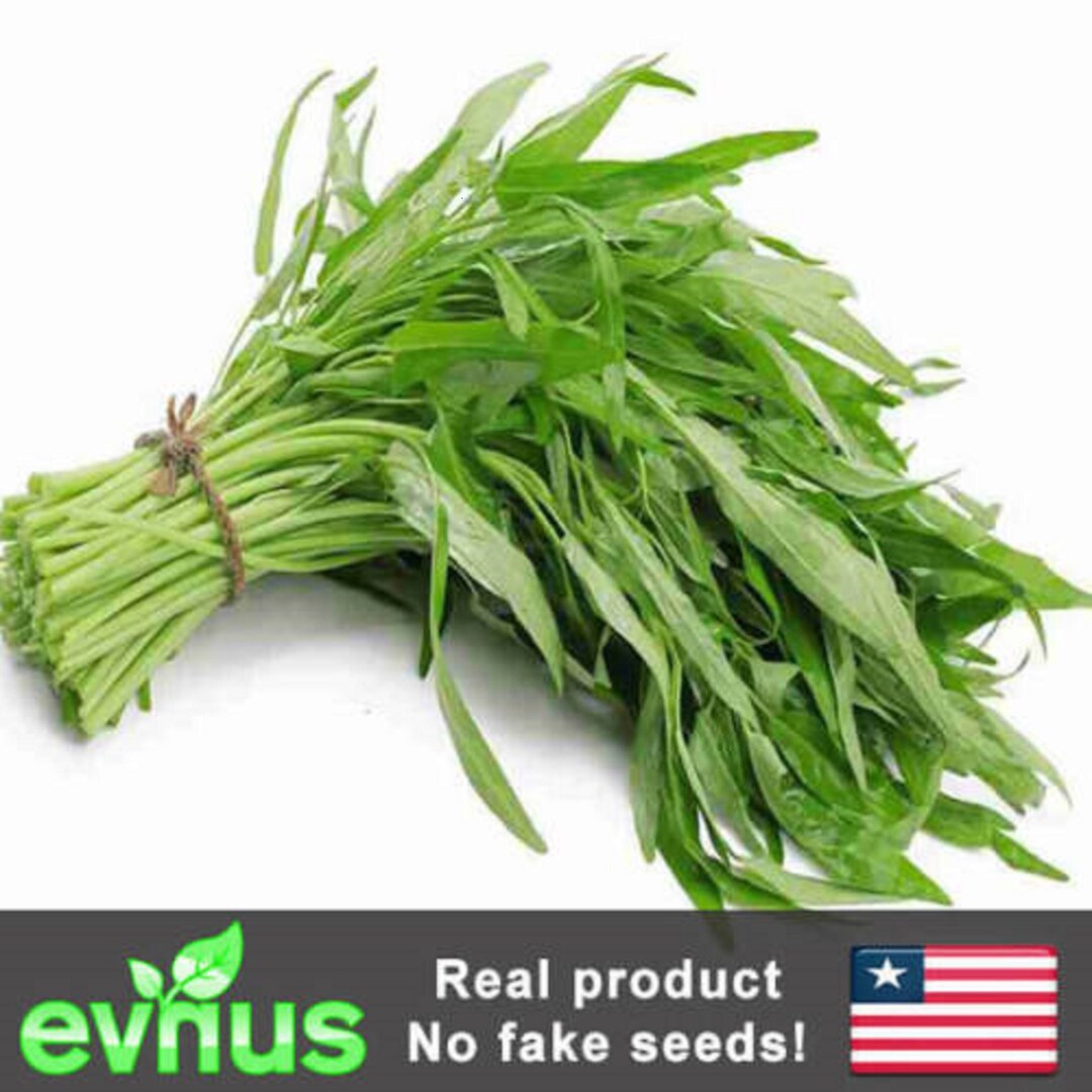 Hat Giong Rau Muong 100 Hat Ship Tu My Rau Muong La Tre Water Etsy