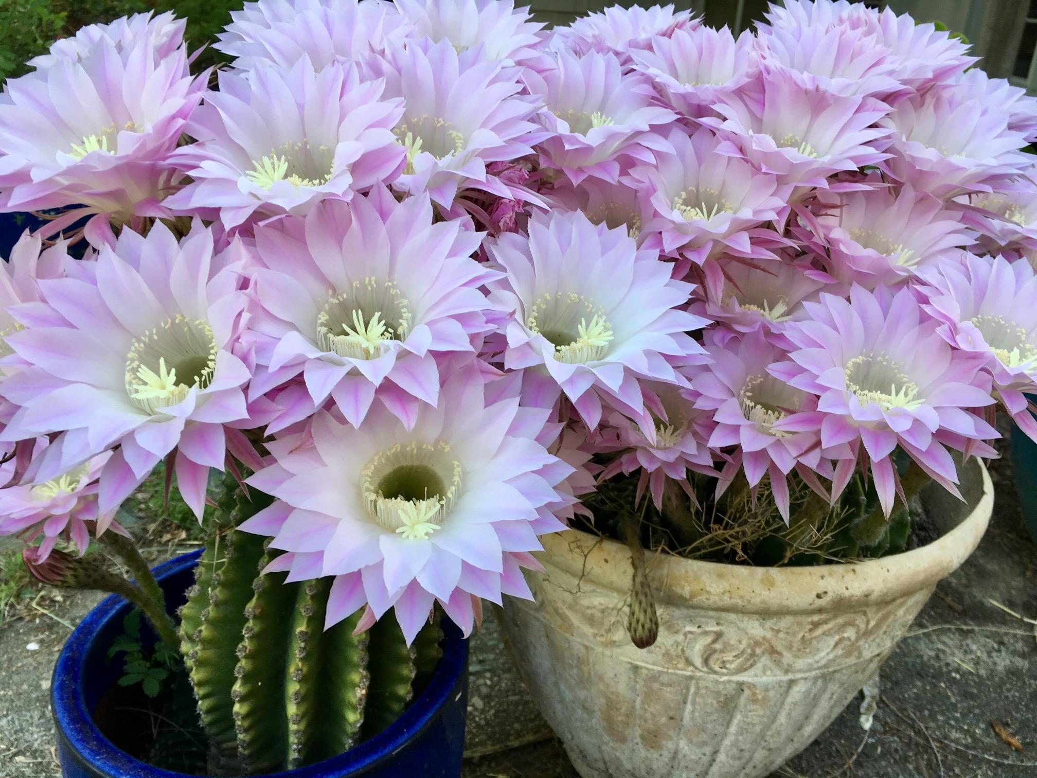 Echinopsis oxygona - Etsy 日本