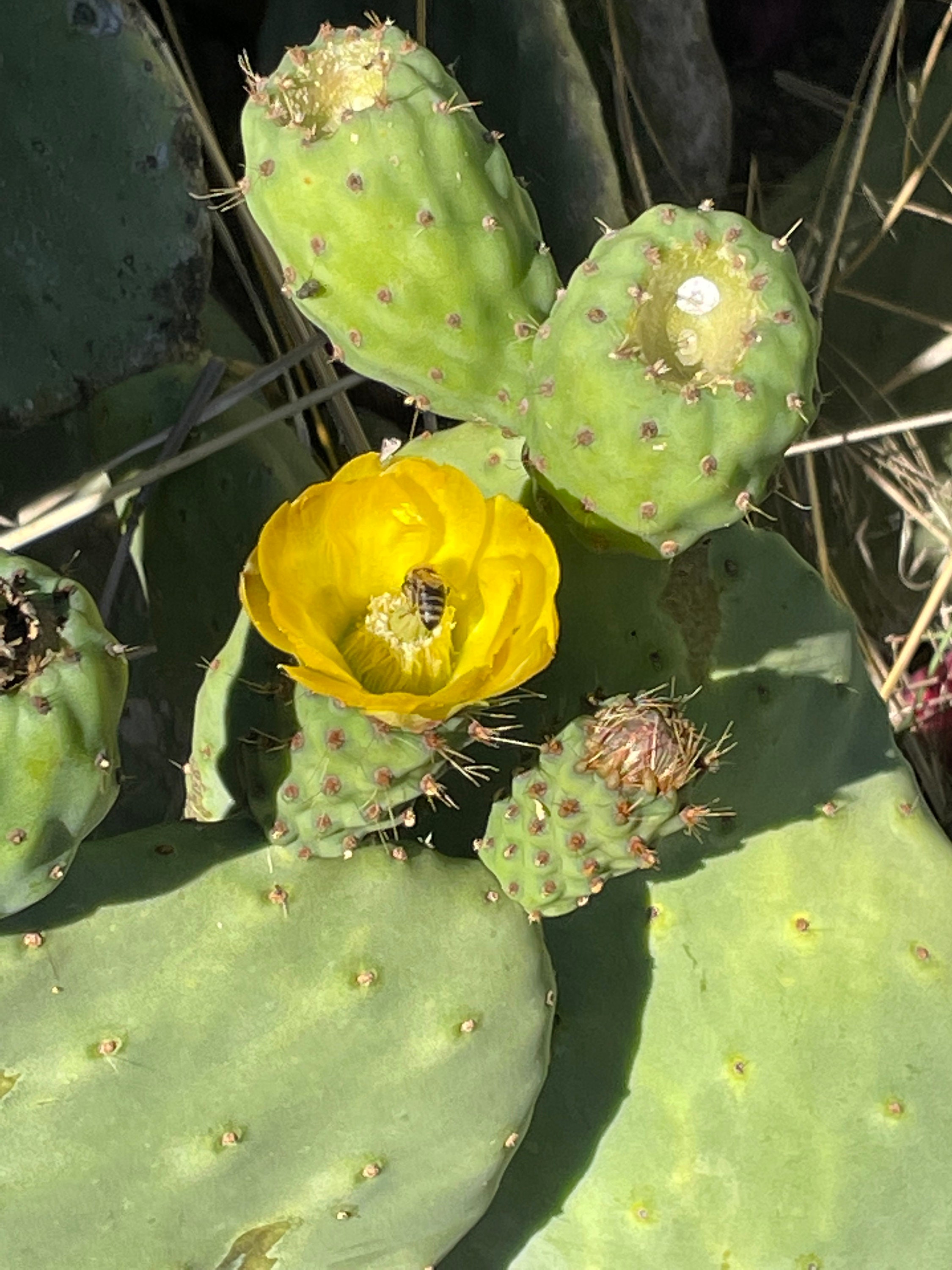 hngender kaktus mit roten blten Cleistocactus colademononis (apinan hnt -kaktus) D5  Secret Garden Plant  Shop