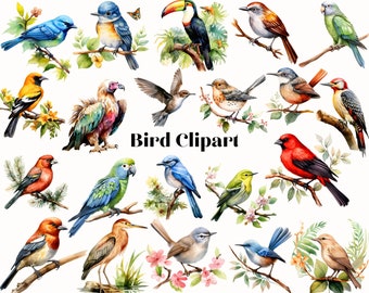 600+ Bird Clipart, Colorful Watercolor Birds, Bird Species Images, Bird Sublimation, Bird On Branch, Bird Illustration, Digital Scrapbooking