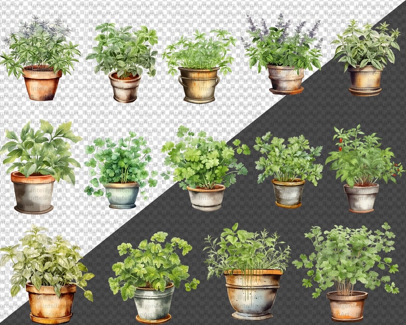 Watercolor Herbs Plants Clipart Fresh Herbs Clip Art Herb Etsy
