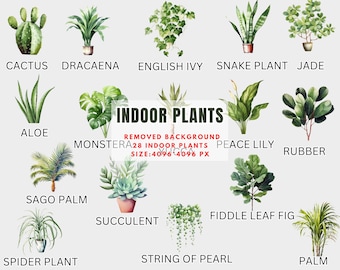 Indoor Plants Clipart-Watercolor Houseplants, Botanical House Plant, Greenery Png, Potted Plant Clipart, Gardening plants Png-Commercial Use