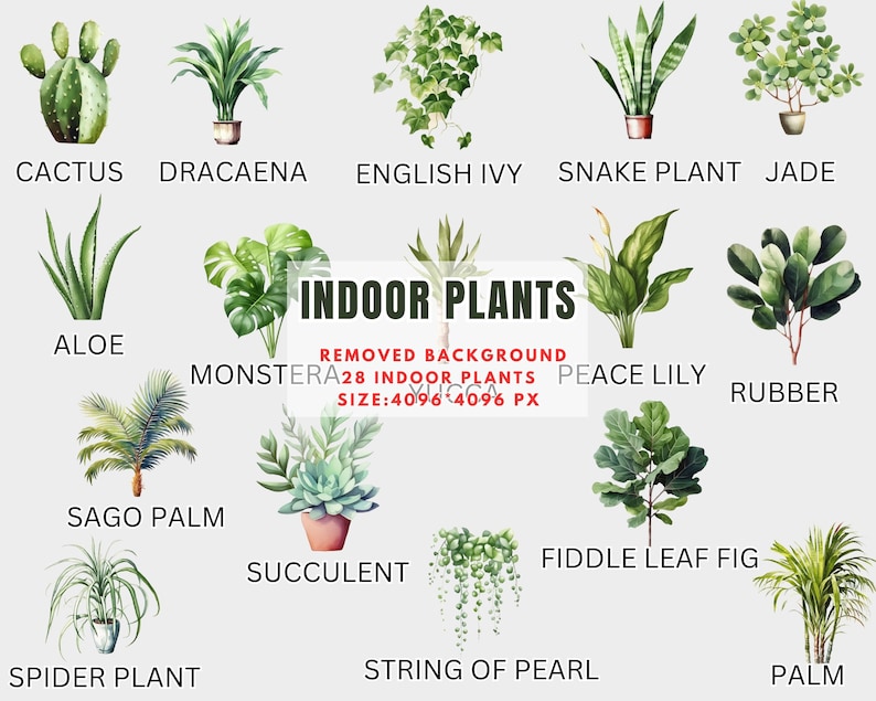 Indoor Plants Clipart-watercolor Houseplants Botanical House - Etsy