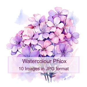 Conjunto de imágenes prediseñadas de flores de flox: imágenes digitales imprimibles de acuarela floral, álbumes de recortes, descarga digital instantánea, uso comercial