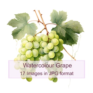 Lot de cliparts numériques raisins aquarelle, téléchargement immédiat, pour la fabrication de cartes, image raisin automne