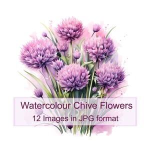 12 bieslook bloemen digitale aquarelafbeeldingen, hoge kwaliteit jpg's, instant digitale download, uitnodiging voor het maken van kaarten, commercieel gebruik, afdrukbaar