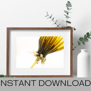 Nature Photogrpahy, Flower Photo, Print for Nature Lover, Gift for Nature Lover, House Warming, Living Room Print, Flower Print, Dandelion