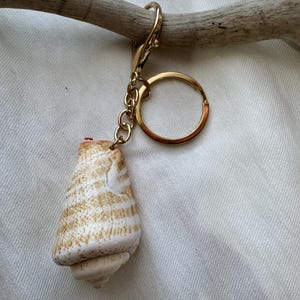 Pode incluir: Um porta-chaves com uma concha em forma de cone com riscas horizontais brancas e castanhas claras. A concha está presa a um mosquetão de metal dourado e a um anel circular por uma corrente de metal curta.