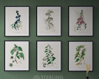 Poisonous Plants Art Print Set: Vintage Botanical Gallery Wall (Digital Download)
