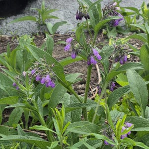 May include: A comfrey plant featuring clusters of small, bell-shaped purple flowers and elongated, textured green leaves. The plant has multiple stems rising from the ground, with drooping blossoms and vibrant foliage visible throughout the frame.