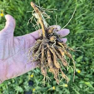 May include: A hand holding a cluster of small, tan-coloured root vegetables with thin, light-coloured roots. The roots are covered in dark soil, with blurred green grass in the background.