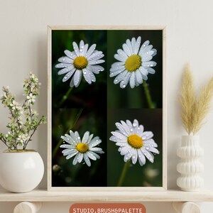 A little daisy with waterdrops
